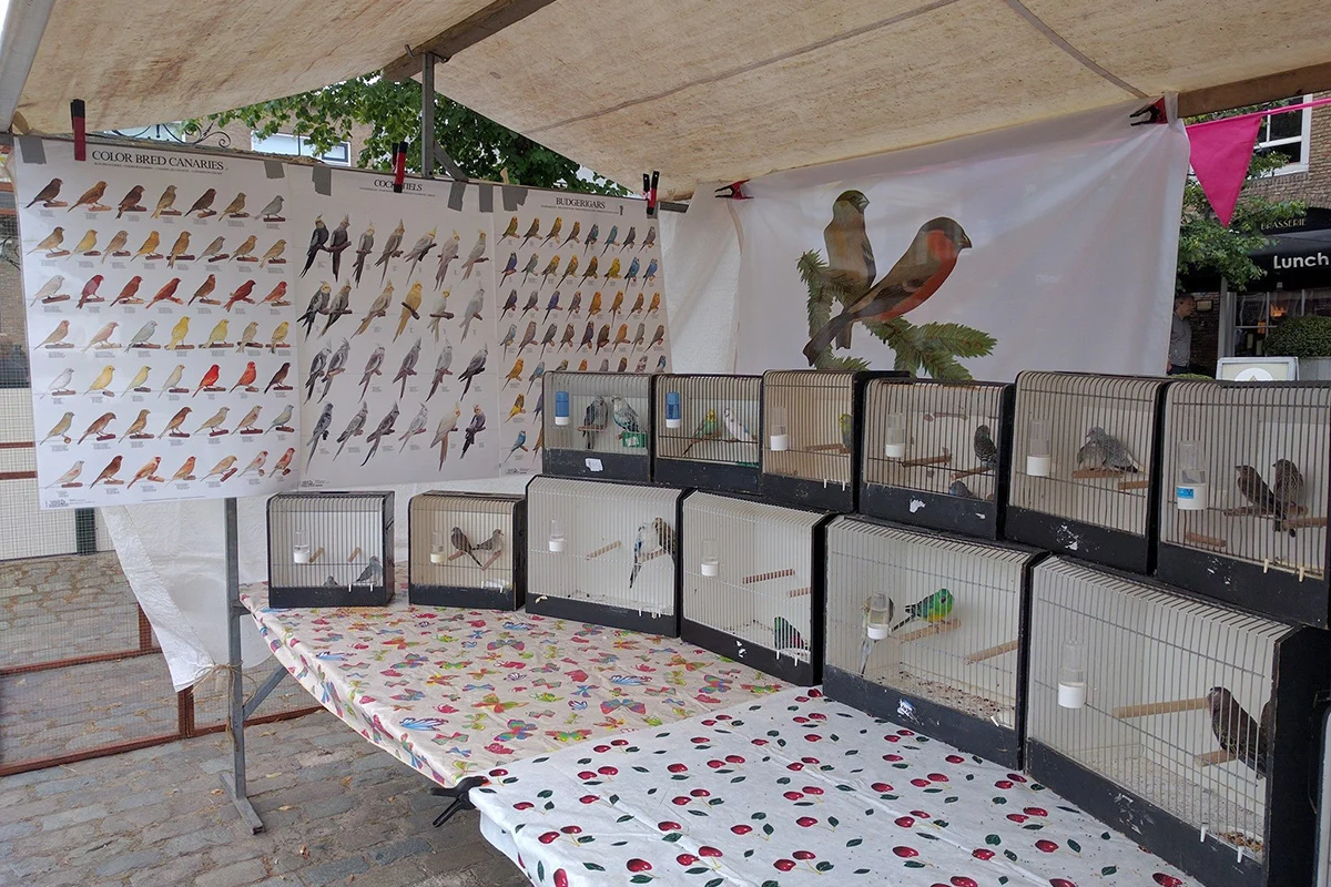 Archieffoto: kooien met vogels in de kraam van Vogelvreugd '79